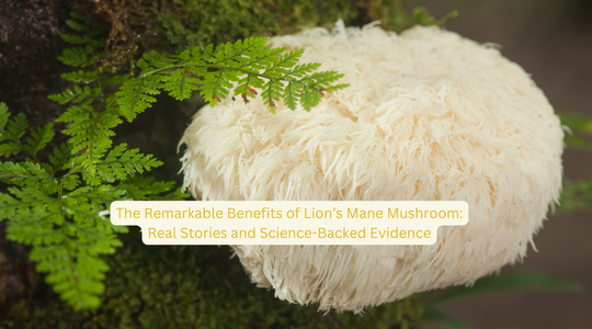 The Remarkable Benefits of Lion’s Mane Mushroom: Real Stories and Science-Backed Evidence