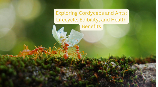 Cordyceps and Ants: Lifecycle, Edibility, and Health Benefits