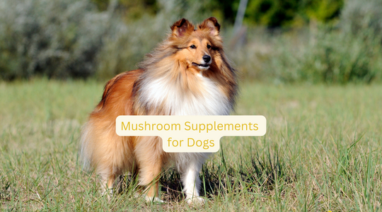Mushroom Supplements for Dogs