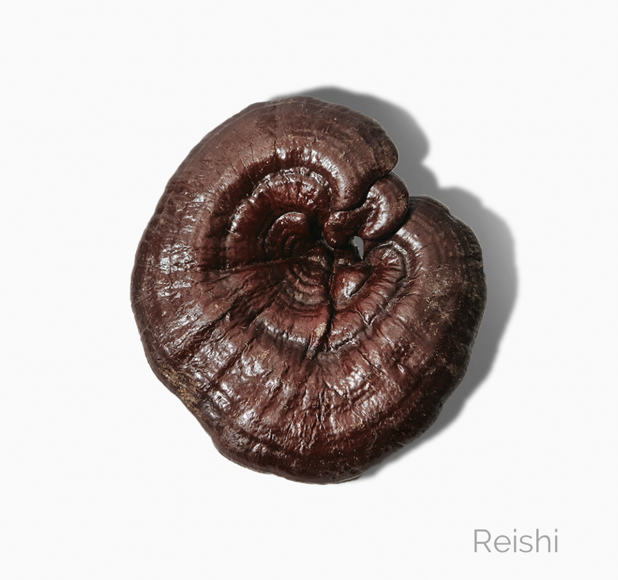 Reishi Mushroom.